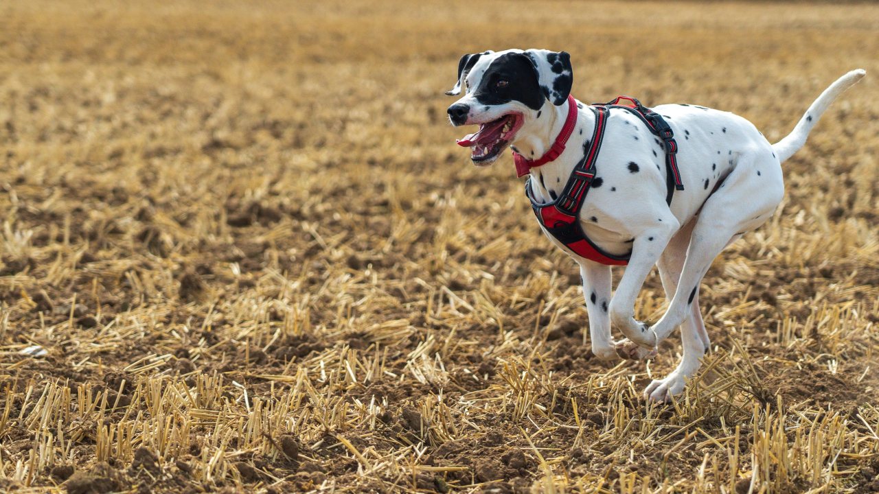 Populární Canicross aneb Jak začít běhat se psem?