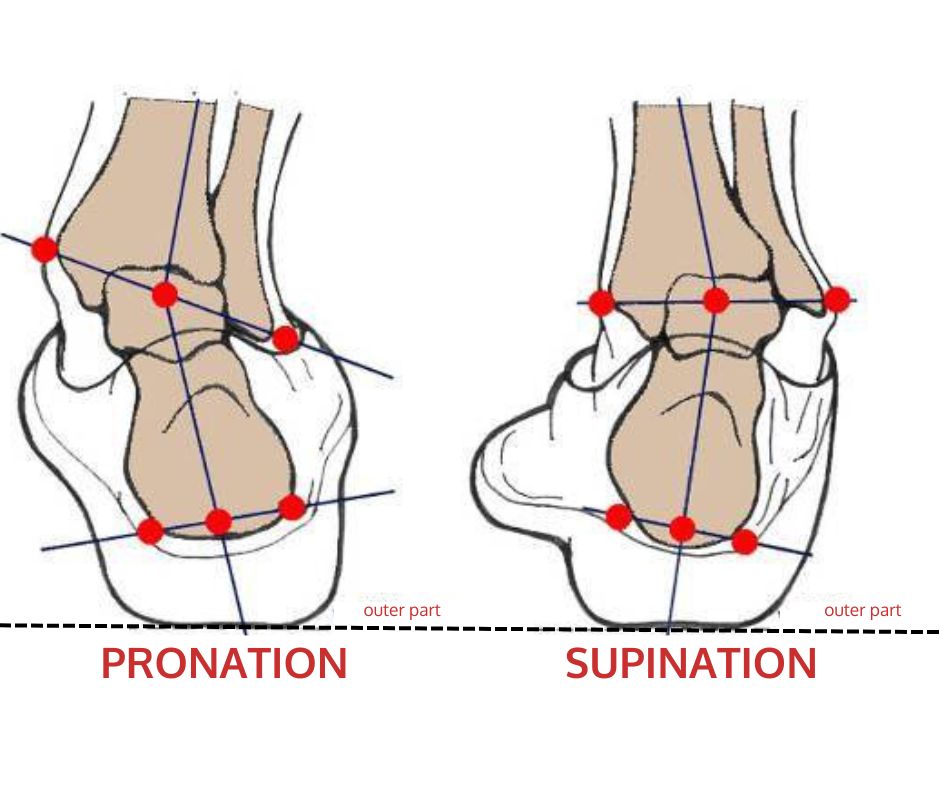 What are Pronation and Supination?