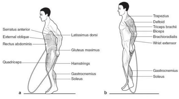 Jumping Rope Muscles